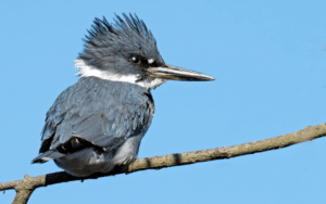 Male Western Belted Kingfisher perched regally on a枯木枝, its piercing blue eyes scanning the water's surface for unsuspecting prey, a fish clutched firmly in its bill.