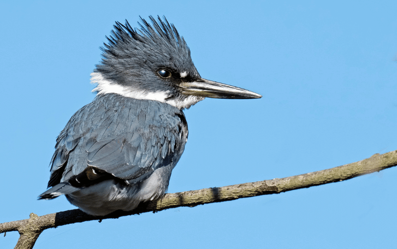 Belted Kingfisher Nature's Aerial Hunter Revealed