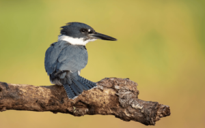 Male Western Belted Kingfisher perched regally on a枯木枝, its piercing blue eyes scanning the water's surface for fish
