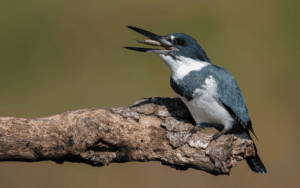 Male Western Belted Kingfisher perched regally on a枯木枝, its piercing blue eyes a fish clutched firmly in its bill. 