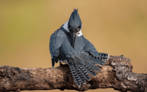 Male Western Belted Kingfisher perched regally on a枯木枝, its preening itself.