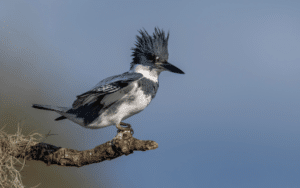 Male Western Belted Kingfisher perched regally on a枯木枝, its piercing blue eyes scanning the water's surface for unsuspecting prey