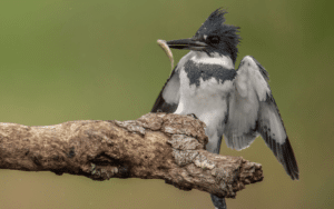 Male Western Belted Kingfisher perched regally on a枯木枝, its piercing blue eyes scanning the water's surface for unsuspecting prey, a fish clutched firmly in its bill. 