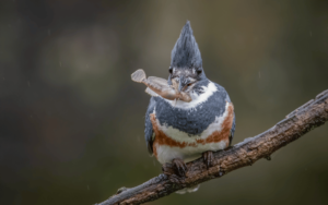 Proud mother Belted Kingfisher returns to her nest, a fish dangling from her beak, ready to nourish her chicks, her apricot chest feathers adding a hint of softness to her fierce gaze.