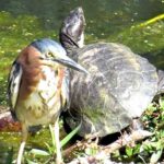 Heron-and-Turtle, napa wildlife, Heron, turtle, napa valley, wildlife, kayak rental