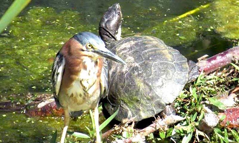 Heron-and-Turtle, napa wildlife, Heron, turtle, napa valley, wildlife, kayak rental