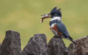 Female Western Kingfisher Napa Valley Wildlife