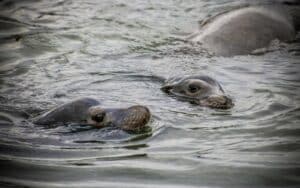 Seals napa river, sealions napa river, napa valley sea lions, Napa valley seals