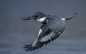 Male Western belted Kingfisher flying