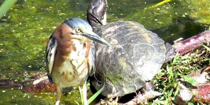 Heron-and-Turtle, Napa Wildlife, Heron, Turtle, Napa Valley, Wildlife, Kayak Rental