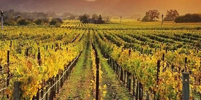 Best Napa Valley Wineries